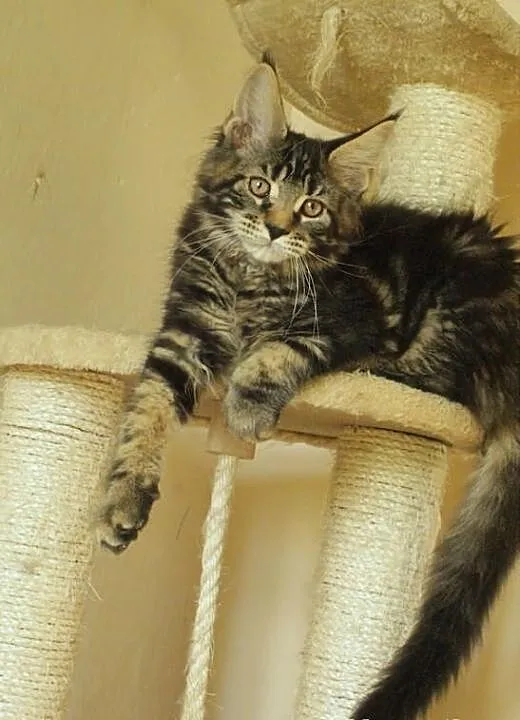 Kocurek maine coon