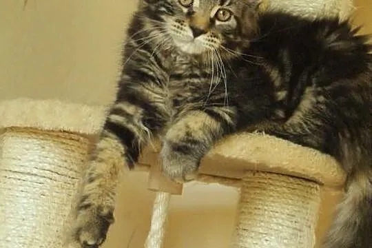 Kocurek maine coon