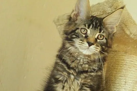 Kocurek maine coon