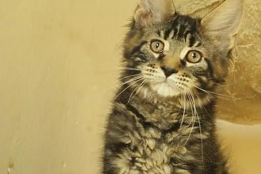 Kocurek maine coon