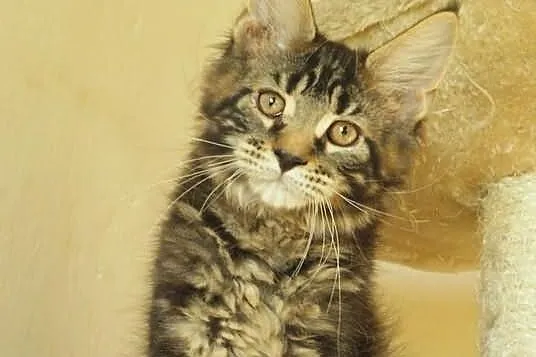 Kocurek maine coon