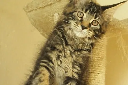 Kocurek maine coon