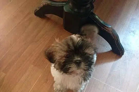 Piękny piesek shih tzu z rodowodem