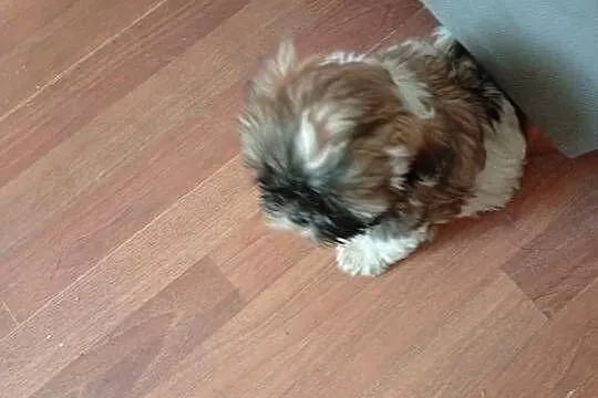 Piękny piesek shih tzu z rodowodem, Dolnośląskie, Dzierżkowice