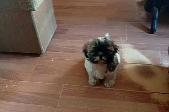 Piękny piesek shih tzu z rodowodem, Dolnośląskie, Dzierżkowice
