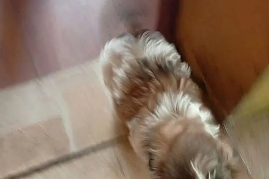 Piękny piesek shih tzu z rodowodem, Dolnośląskie, Dzierżkowice