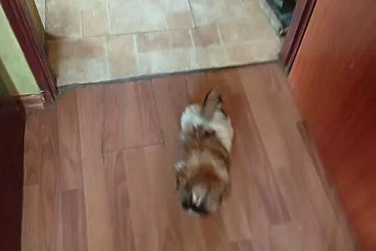 Piękny piesek shih tzu z rodowodem, Dolnośląskie, Dzierżkowice