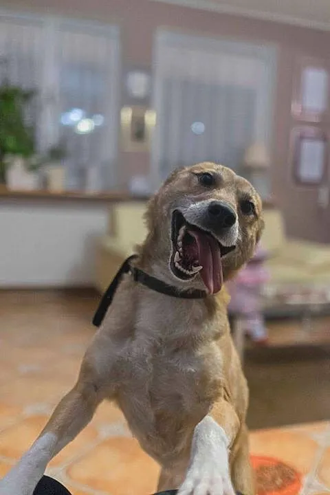 Dingo, bezkonfliktowy, 12 miesięczny wesołek, drob