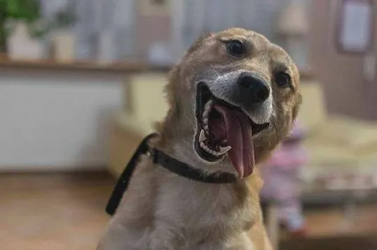 Dingo, bezkonfliktowy, 12 miesięczny wesołek, drob