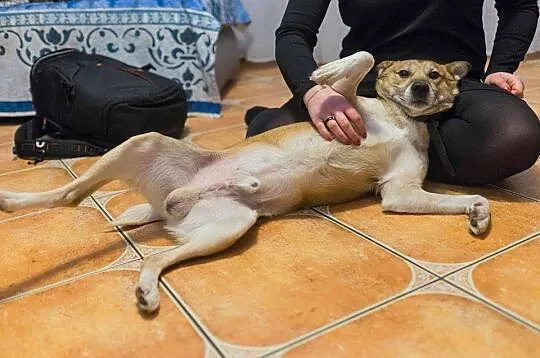 Dingo, bezkonfliktowy, 12 miesięczny wesołek, drob