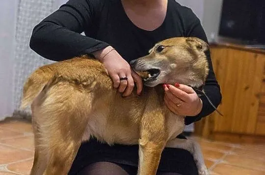 Dingo, bezkonfliktowy, 12 miesięczny wesołek, drob