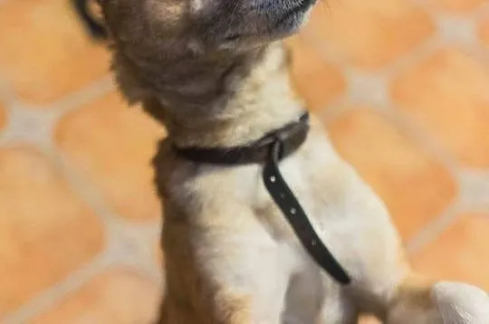 Dingo, bezkonfliktowy, 12 miesięczny wesołek, drob