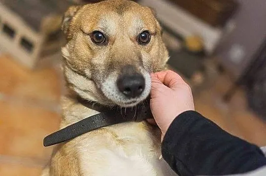 Dingo, bezkonfliktowy, 12 miesięczny wesołek, drob
