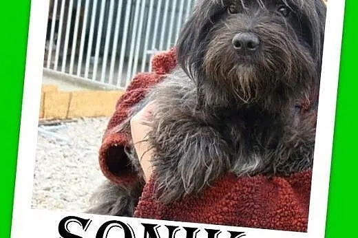 Sznaucer mix,nieduży,wesoły,kontaktowy piesek SONI