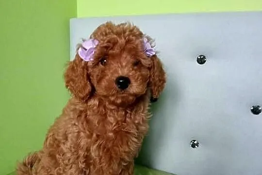 Maltipoo F1b po malutkich rodzicach, Małopolskie, Miechów