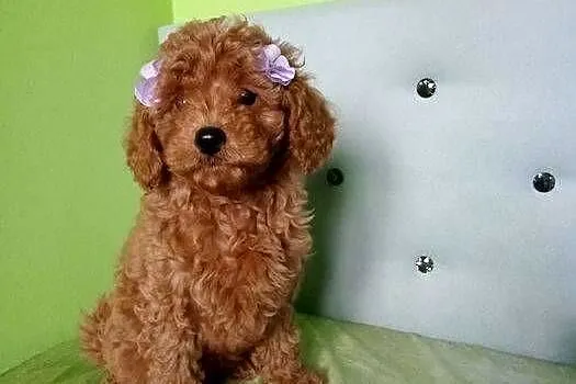 Maltipoo F1b po malutkich rodzicach, Małopolskie, Miechów