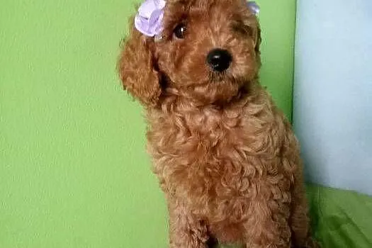 Maltipoo F1b po malutkich rodzicach, Małopolskie, Miechów