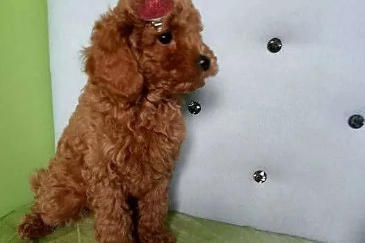 Maltipoo F1b po malutkich rodzicach, Małopolskie, Miechów