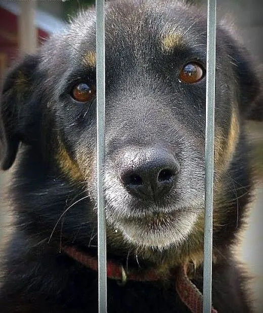 Irysek nie ma czasu czekać... jego przytulisko lik