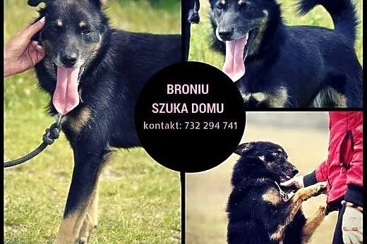 Irysek nie ma czasu czekać... jego przytulisko lik
