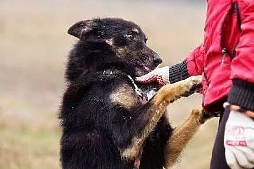 Irysek nie ma czasu czekać... jego przytulisko lik