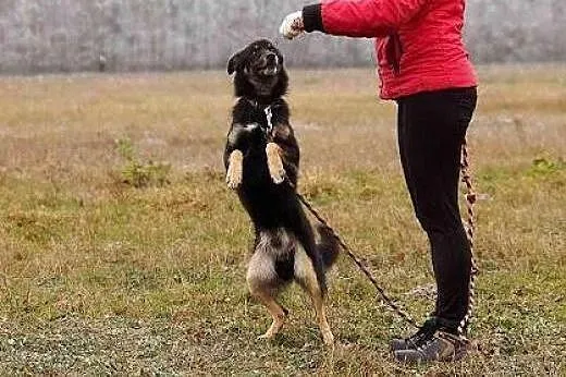 Irysek nie ma czasu czekać... jego przytulisko lik