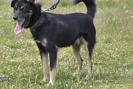 Irysek nie ma czasu czekać... jego przytulisko lik