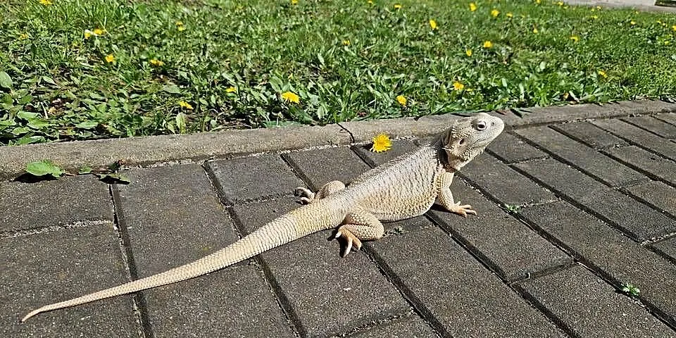 Agama brodata (pogona vitticeps) - zero hypo, Dolnośląskie, Wrocław