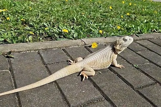Agama brodata (pogona vitticeps) - zero hypo, Dolnośląskie, Wrocław