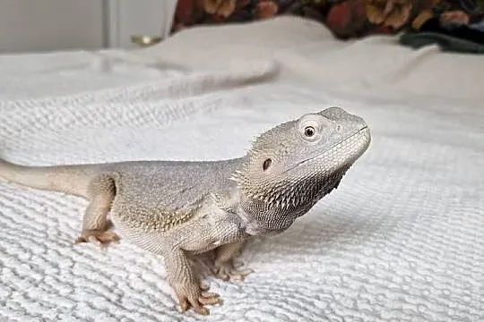 Agama brodata (pogona vitticeps) - zero hypo, Dolnośląskie, Wrocław