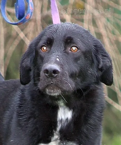 PARKER - ogromnie przyjazny pies do adopcji