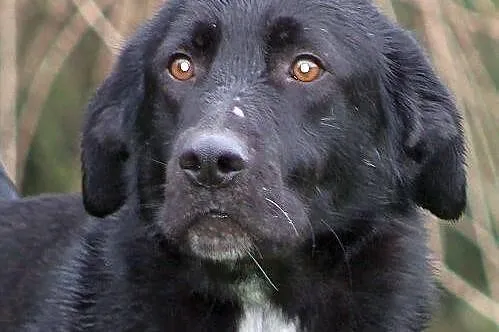 PARKER - ogromnie przyjazny pies do adopcji