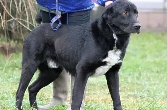 PARKER - ogromnie przyjazny pies do adopcji