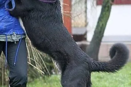 PARKER - ogromnie przyjazny pies do adopcji
