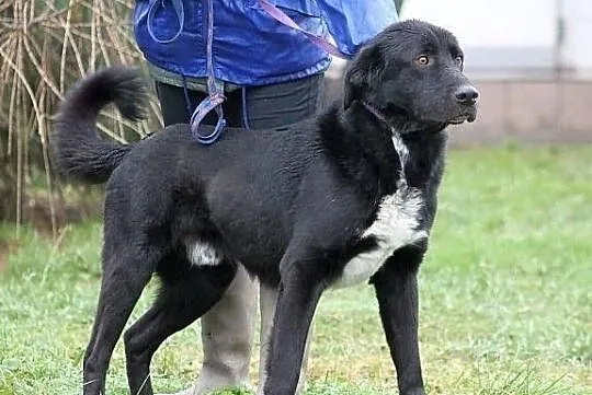 PARKER - ogromnie przyjazny pies do adopcji
