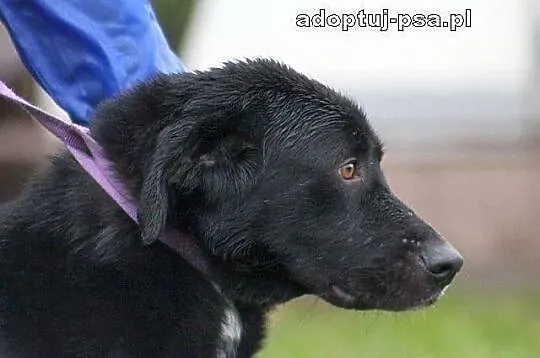 PARKER - ogromnie przyjazny pies do adopcji