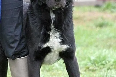 PARKER - ogromnie przyjazny pies do adopcji