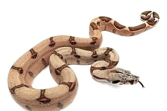 Boa imperator/Boa cesarski XII Wąż/gad