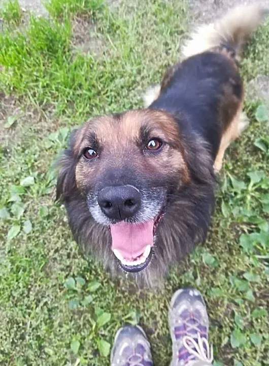 Puchacz-wesoły, pogodny, towarzyski krótkołapek DO ADOPCJI, Mazowieckie, Warszawa