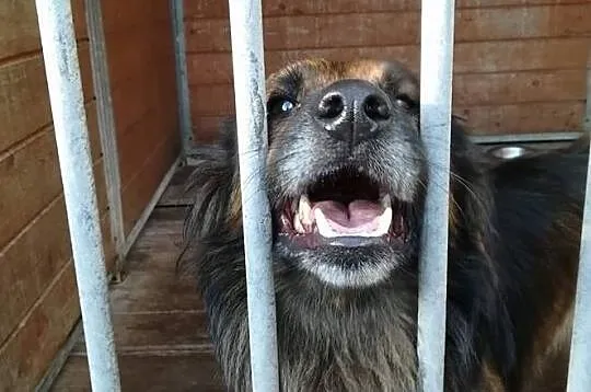 Puchacz-wesoły, pogodny, towarzyski krótkołapek DO ADOPCJI, Mazowieckie, Warszawa
