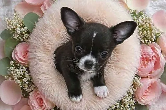 Chihuahua sunia krótkowłosa, Łódzkie, Łódź