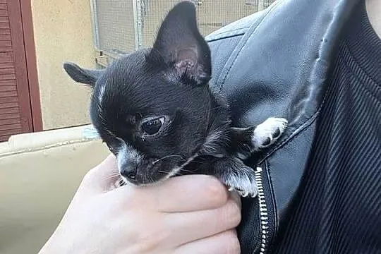 Chihuahua sunia krótkowłosa, Łódzkie, Łódź