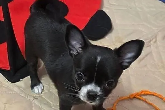 Chihuahua sunia krótkowłosa, Łódzkie, Łódź