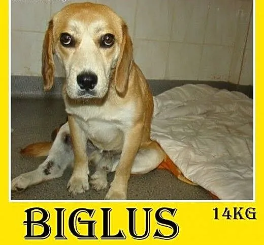 Beagle,przyjazny,towarzyski piesek BIGLUŚ.Adopcja,