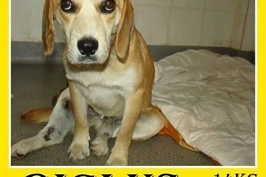 Beagle,przyjazny,towarzyski piesek BIGLUŚ.Adopcja,