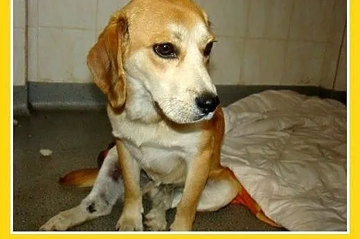 Beagle,przyjazny,towarzyski piesek BIGLUŚ.Adopcja,