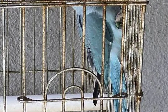 Papuga Aleksandreta z klatkom, Wielkopolskie, Sątopy