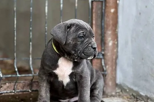 Cane Corso szczenieta rodowodowe błekitne i płowe