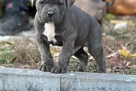 Cane Corso szczenieta rodowodowe błekitne i płowe, Lubelskie, Bychawa