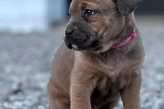 Cane Corso szczenieta rodowodowe błekitne i płowe, Lubelskie, Bychawa